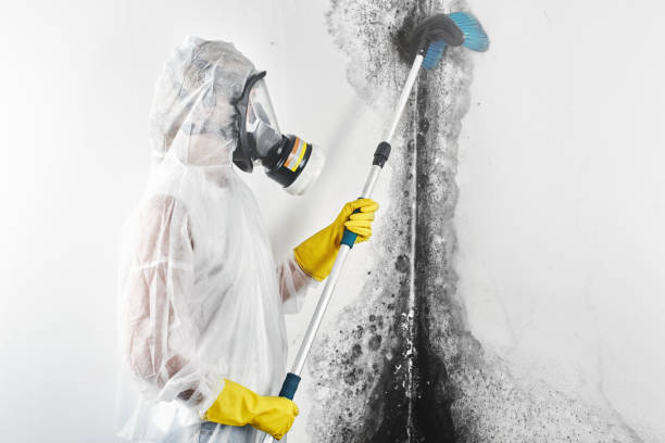 Best Crawl Space Mold Remediation  in Las Animas, CO
