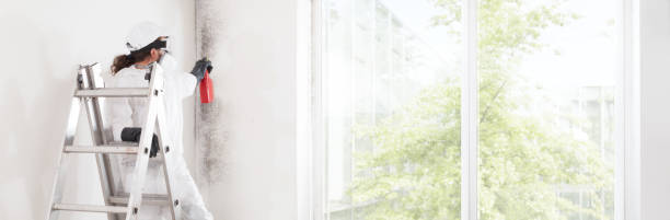 Best Attic Mold Removal  in Las Animas, CO